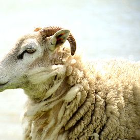 Moutons sur Arno-Jan Boere