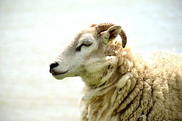 Moutons sur Arno-Jan Boere