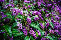 Purple flowers and raindrops