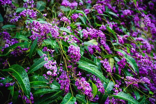 Fleurs et gouttes de pluie violettes