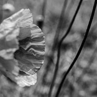 Nahansicht einer Mohnblume im stimmungsvollen Schwarz-Weiß
