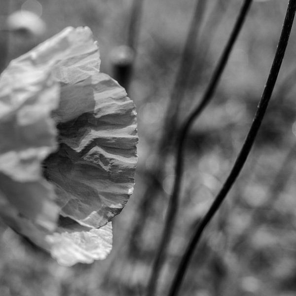Nahansicht einer Mohnblume im stimmungsvollen Schwarz-Weiß von ellenklikt