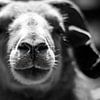 Portret van een schaap in zwart-wit van Jan Hermsen