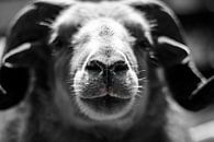 Portrait of a sheep in black and white by Jan Hermsen thumbnail