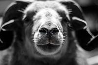 Portrait of a sheep in black and white