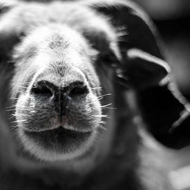 Portrait of a sheep in black and white by Jan Hermsen