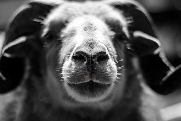 Portrait of a sheep in black and white by Jan Hermsen