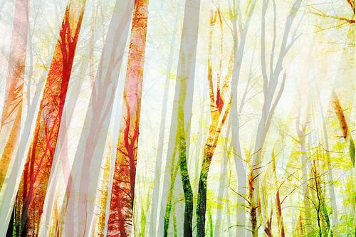 Summer forest