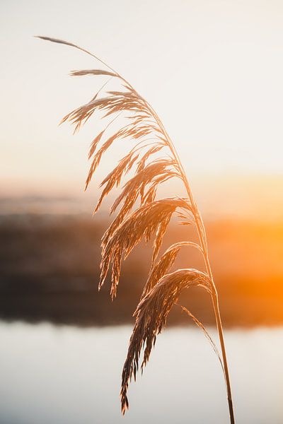 Reed at sunrise in the Hollands polder by Tes Kuilboer