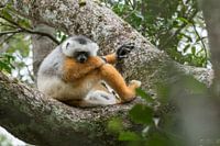 The Diademed Sifaka in Andasibe-Mantadia National Park