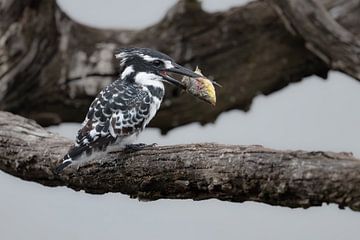 Der Elsterfischer vom Pilanesberg mit Beute
