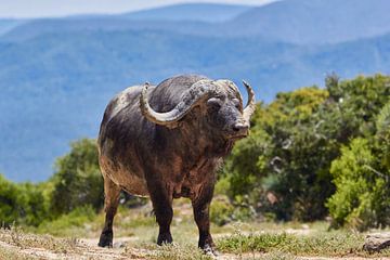 Oude Afrikaanse buffel van Jolene van den Berg