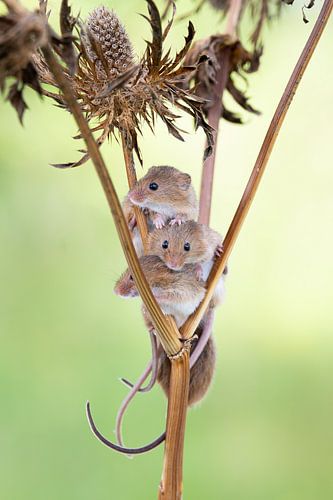 Souris naine dans les céréales