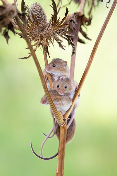 Zwergmaus im Getreide von Rene van Dam