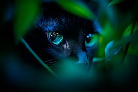 Zwarte kat in een struik van bladeren van Poster Art Shop