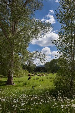 Arcadisch landschap met koeien in Nieuw Zeeland van Albert Brunsting