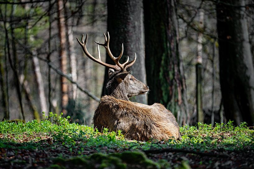 Deer in a clearing sunbathing by Hans-Bernd Lichtblau
