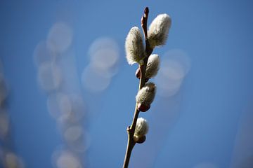 Chatons en branches de saule sur Tesstbeeld Fotografie