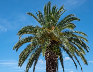 Reuzenpalmboom op blauwe achtergrond van Animaflora PicsStock