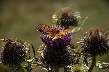 Schmetterlinge auf dem Monte Baldo