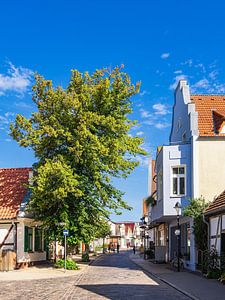 Die Alexandrinenstraße mit Baum in Warnemünde
