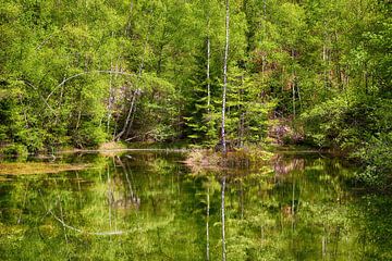 NATURE PARK SAAR-HUNSRÜCK Forest lake - the mirrored forest by Bernd Hoyen