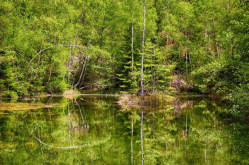 NATUURPARK SAAR-HUNSRÜCK Waldsee - het spiegelende bos