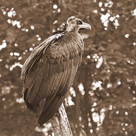 Majestueux vautour dans la forêt sur Jose Lok