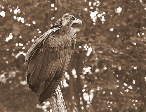 Majestic vulture in the forest by Jose Lok