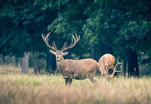 cerf rouge, haute veluwe