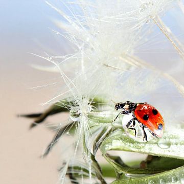 Glückskäfer 38 von Heike Hultsch