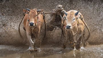 Een beet in de koeienstaart voor meer snelheid van Anges van der Logt