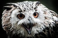 Portrait einer Eule