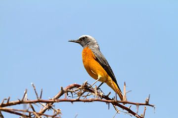 Short-toed Rock Thrush by Angelika Stern