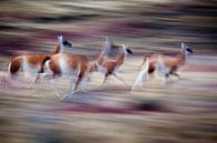 Rennende Guanaco's in het Torres del Paine nationaal park van Chris Stenger thumbnail