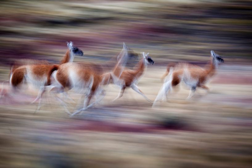 Rennende Guanaco's in het Torres del Paine nationaal park van Chris Stenger