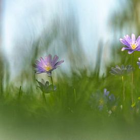 Des fleurs printanières au soleil. sur Robby's fotografie