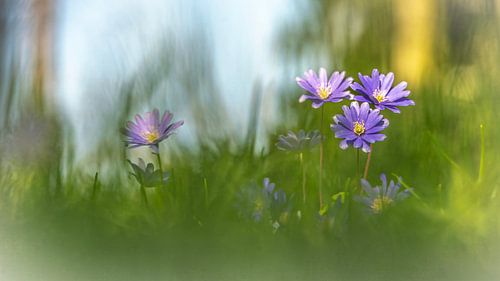 Frühlingsblumen in der Sonne. von Robby's fotografie