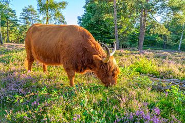 Bovins des Highlands dans un coucher de soleil sur un paysage de bruyère