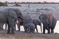 Olifanten Etosha National Park - Okaukuejo Water Hole van Eddy Kuipers thumbnail