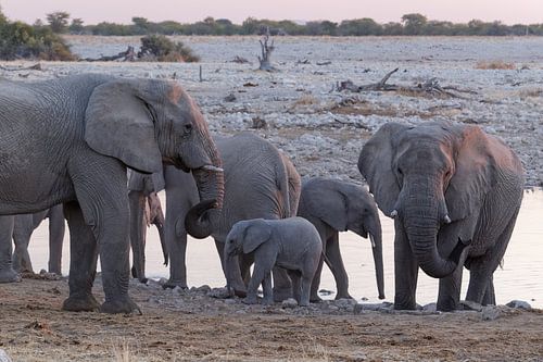Olifanten Etosha National Park - Okaukuejo Water Hole