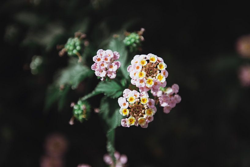 Greek Flowers on Corfu | Travel Photography fine art photo print | Greece, Europe by Sanne Dost