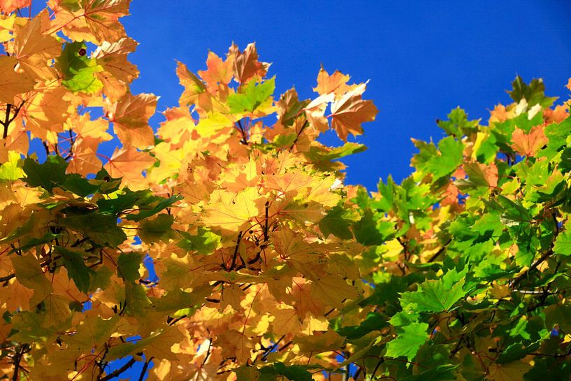 Golden October by Thomas Jäger