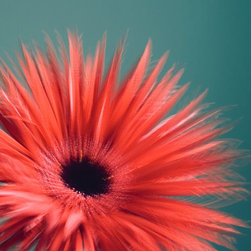 spring gerbera, creatieve weergave