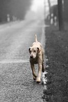Foxhound