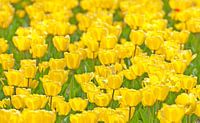 Yellowfield