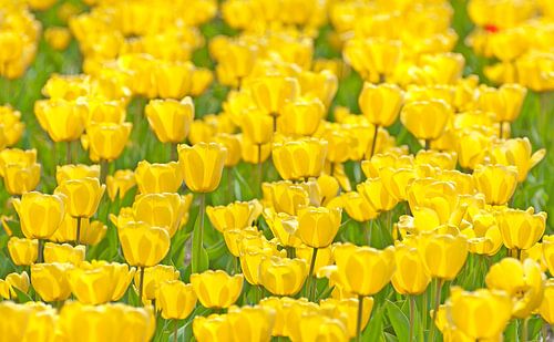Yellowfield