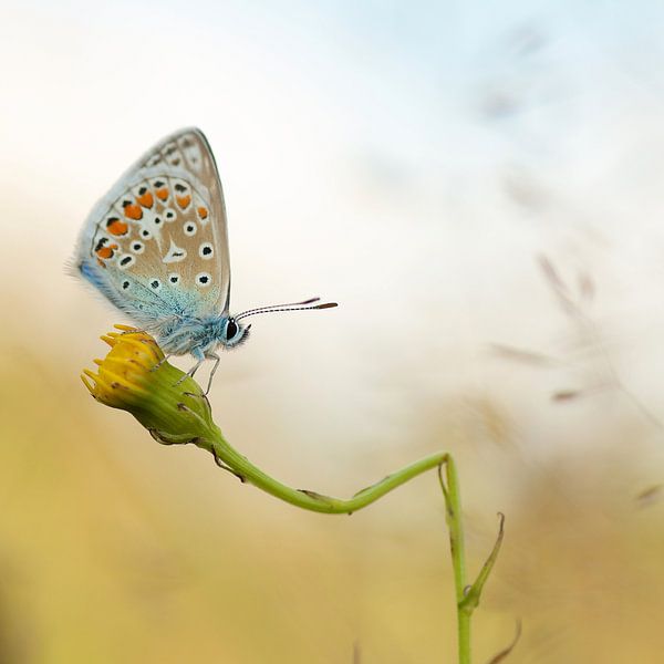Icarus blue on snapped dandelion. Butterfly by Martin Bredewold