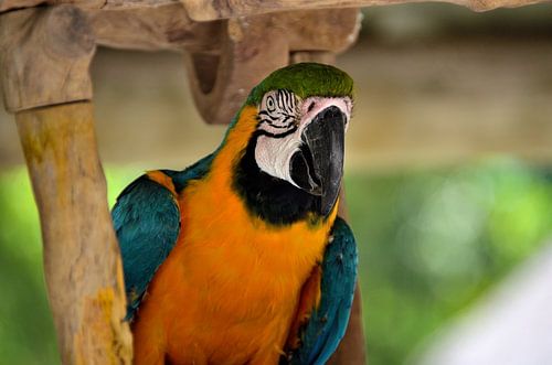 Blauwgele ara in de Everglades