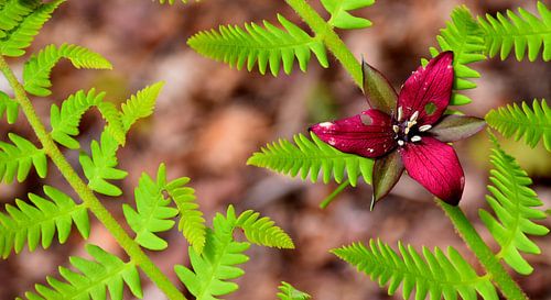 Een wilde bloem in het bos